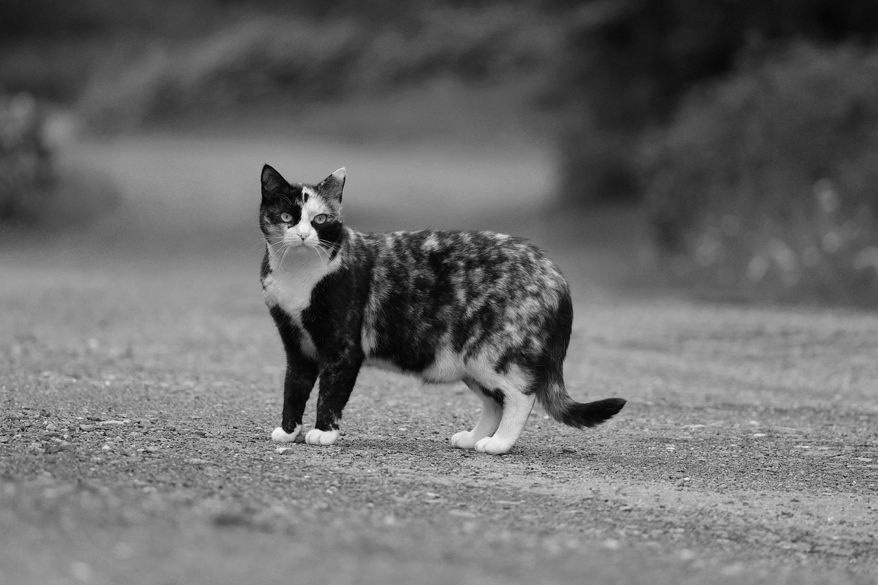 Cat White Frothy Vomit: Causes, Concerns, and When to See a