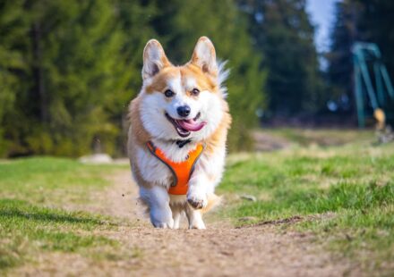 cat walking harness review