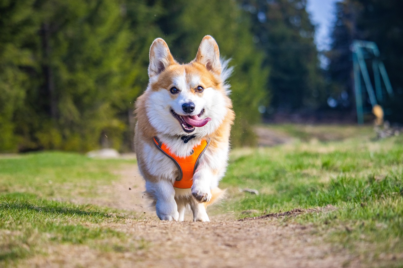 Best Cat Walking Harness Reviews