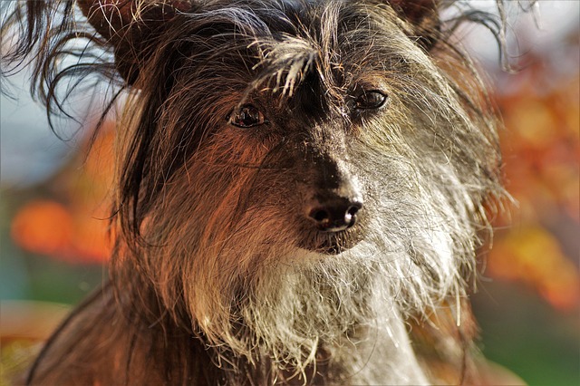 A Chinese Crested dog (hairless variety) posing outdoors.