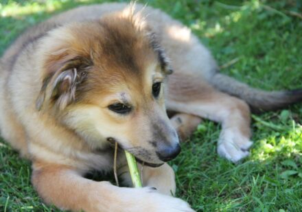 Choosing the Best Chew-Proof Dog Beds: Durable Options for Destructive Dogs
