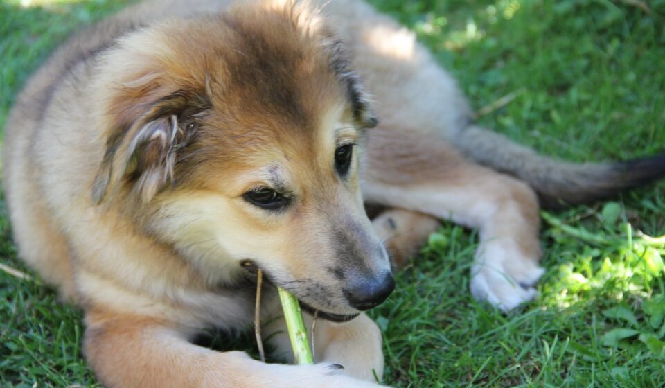 Choosing the Best Chew-Proof Dog Beds: Durable Options for Destructive Dogs