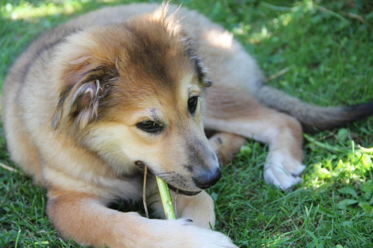 Choosing the Best Chew-Proof Dog Beds for Destructive Dogs in 2026