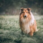 Choosing the Best Outdoor Gear for Your Dog Adventures