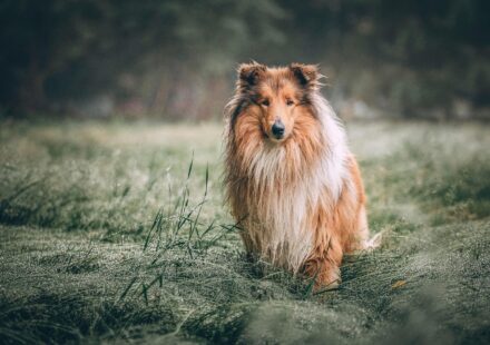 Choosing the Best Outdoor Gear for Your Dog Adventures