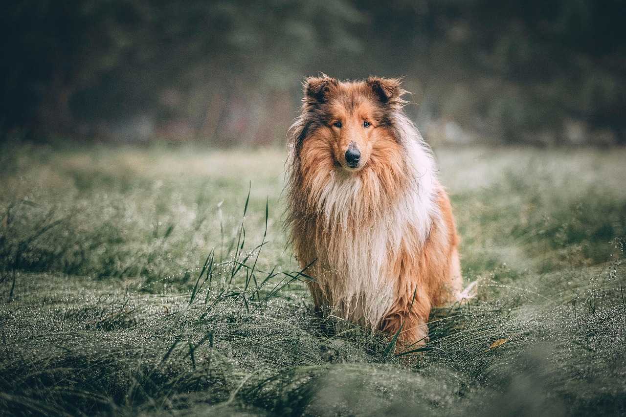 Choosing the Best Outdoor Gear for Your Dog Adventures in 2026