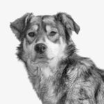 Choosing the Right Dog Breed for Your Lifestyle in 2026