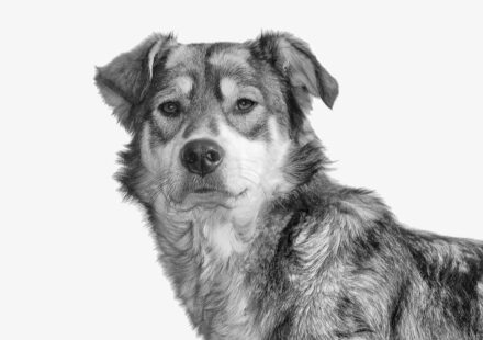 Choosing the Right Dog Breed for Your Lifestyle in 2026