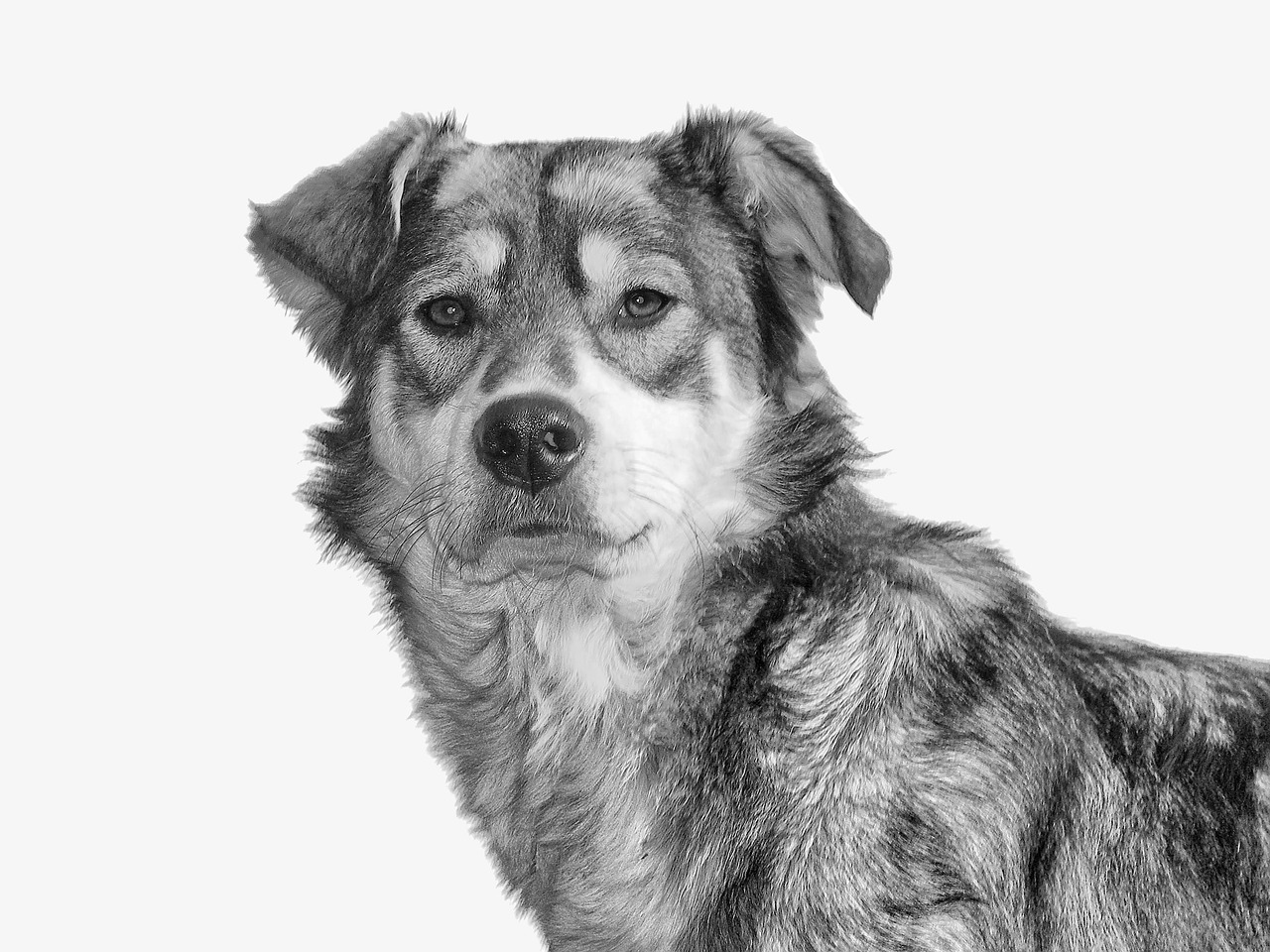 Choosing the Right Dog Breed for Your Lifestyle in 2026