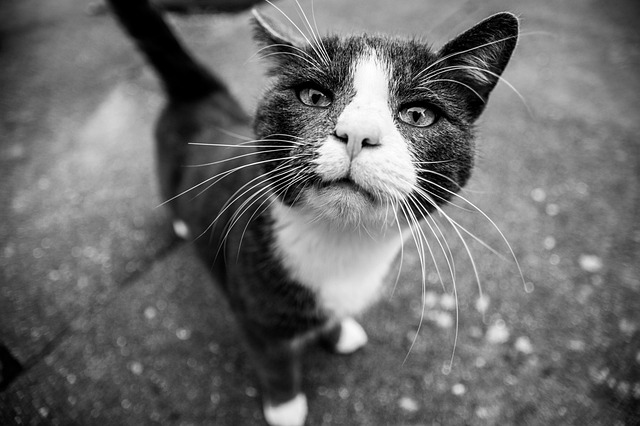 Close-up of a cat's whiskers brushing against a regular bowl side