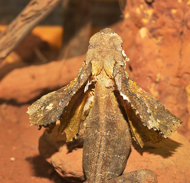 Close-up of a frill necked lizard's neck frill partially opened, showing intricate patterns