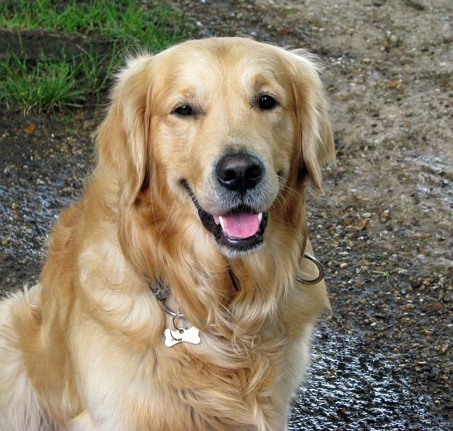 Close-up of a Golden Retriever's double coat, showing the dense undercoat and longer guard hairs (golden retriever shedding)