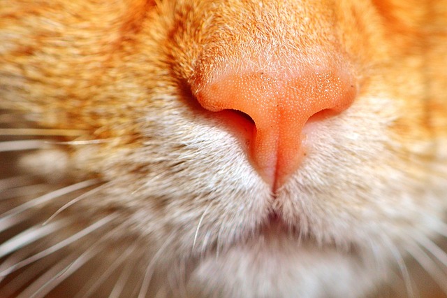 Close-up of a kitten's face looking expectantly at a bowl of wet food