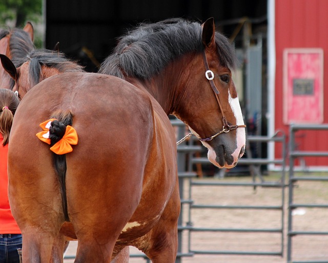 Clydesdale horse being groomed, showing its leg feathering