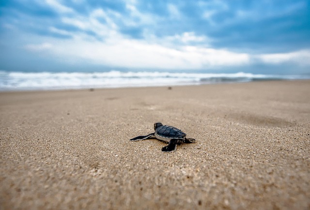 Common musk turtle releasing musk
