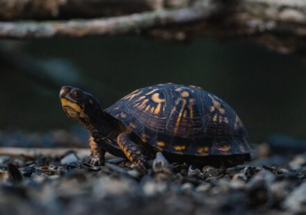common musk turtle swimming