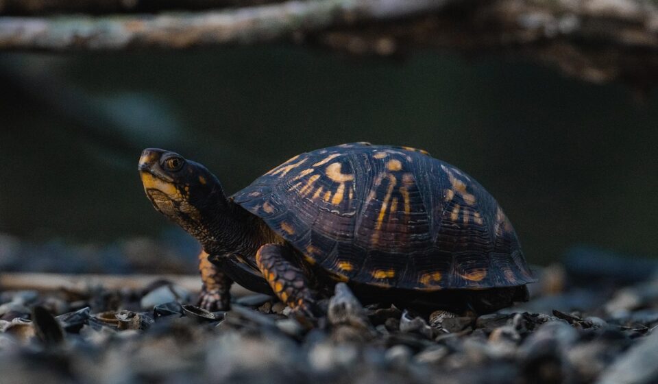 common musk turtle swimming