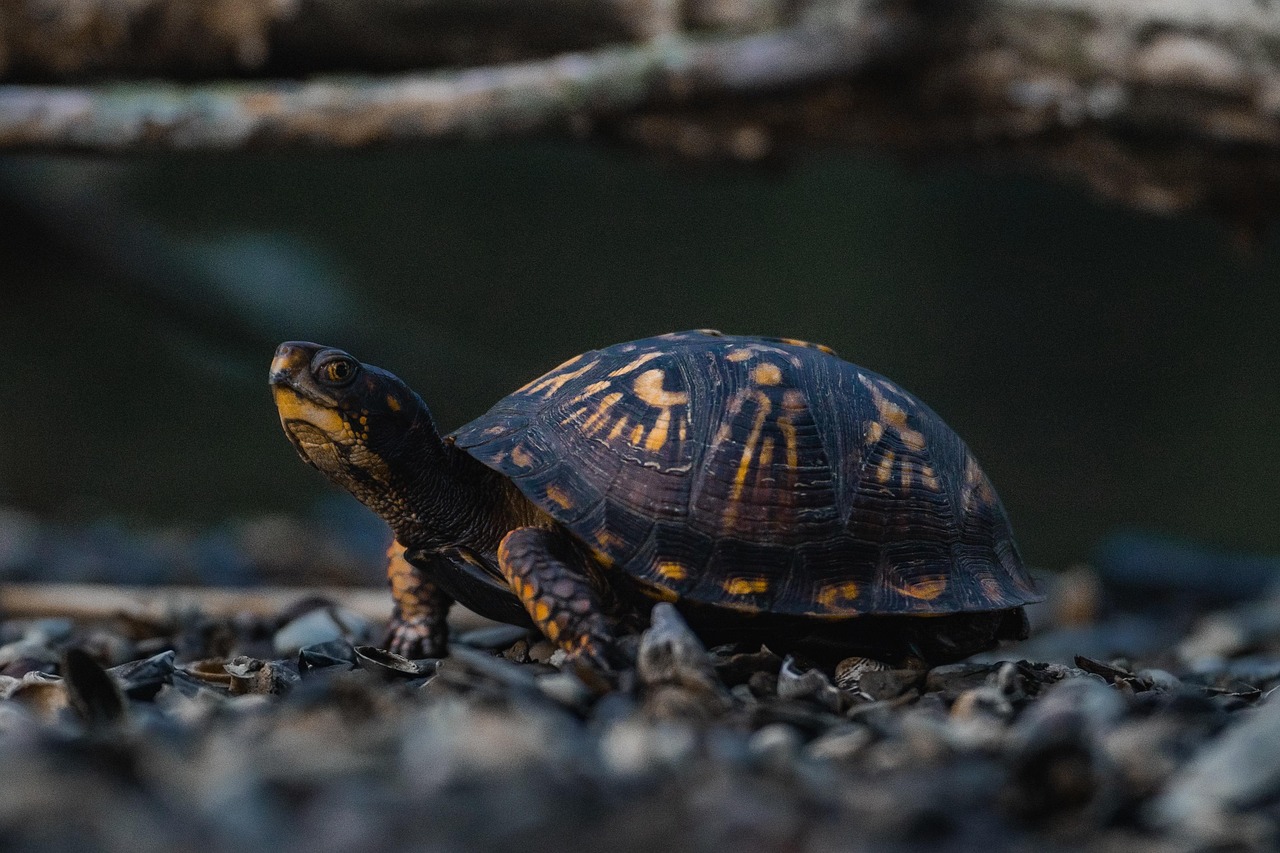 Common Musk Turtle: The Stinky, Small Reptile You Might Not Expect