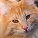 curly haired cat breed