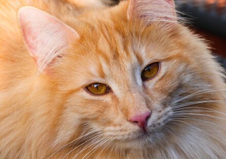 curly haired cat breed