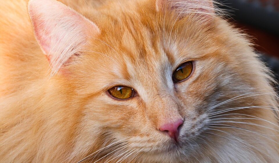 curly haired cat breed
