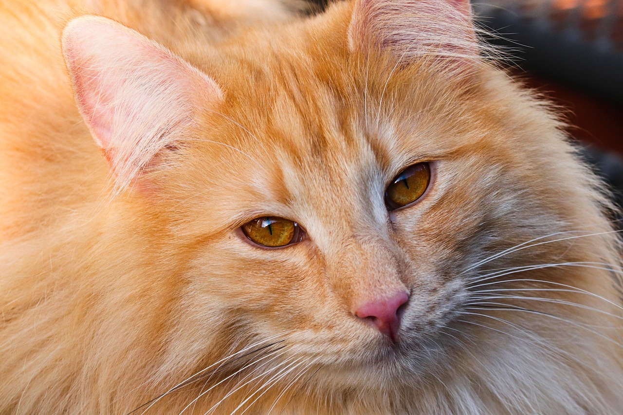 Curly Haired Cats: Your 2026 Guide to Unique Breeds