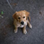 cute puppy with clean teeth