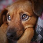 cute yorkie poo puppy