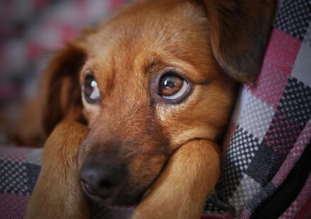 cute yorkie poo puppy