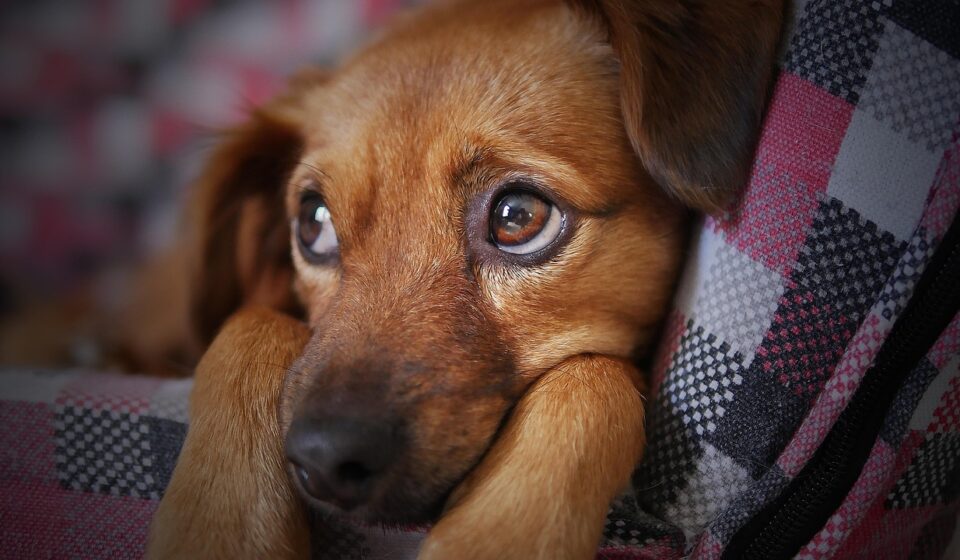 cute yorkie poo puppy