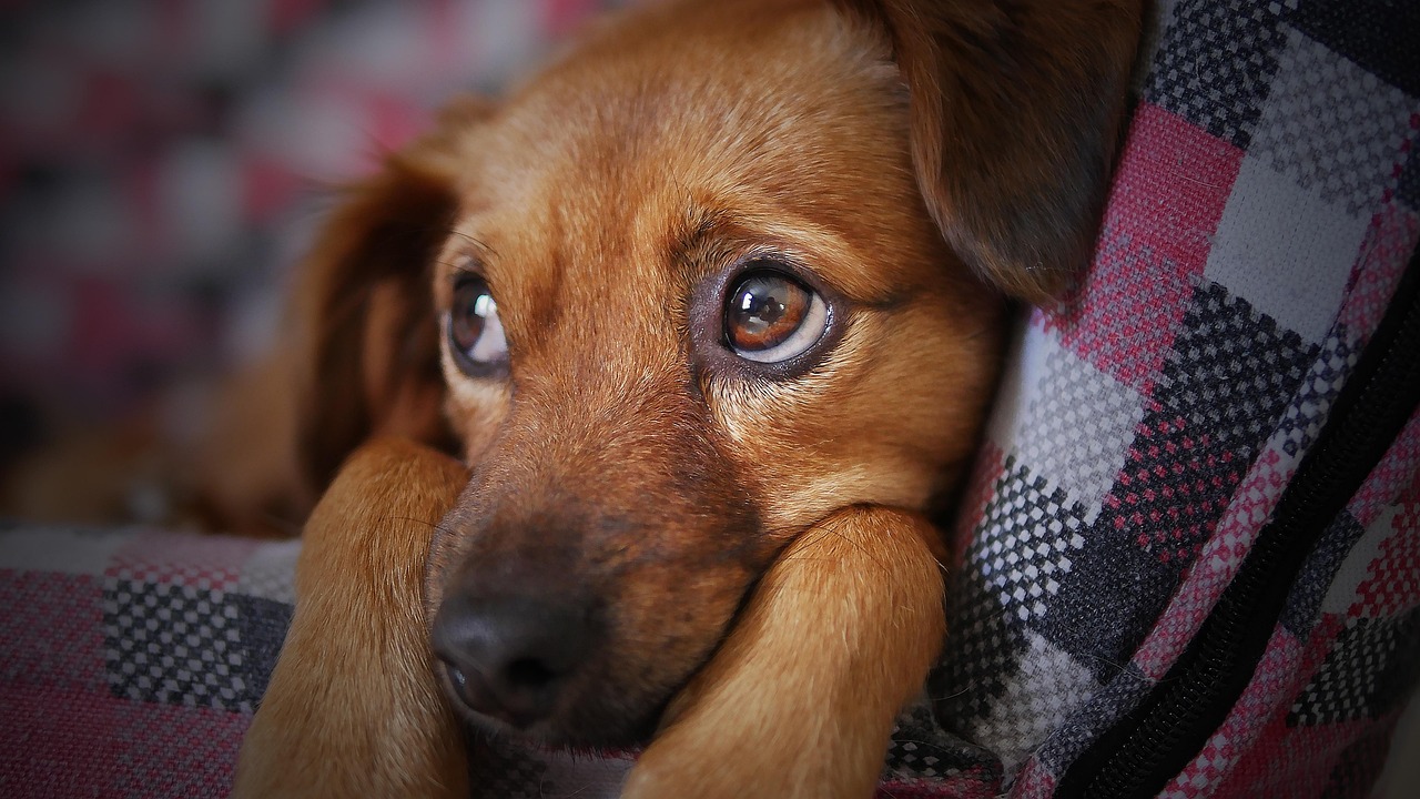 Yorkie Poo Dog Breed: Your 2026 Guide to This Charming Mix