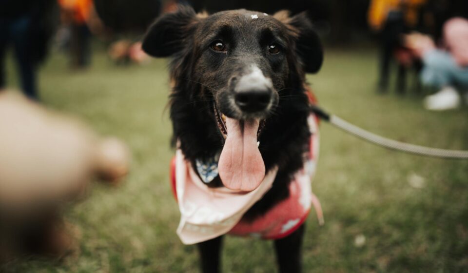 diverse dog breeds happy owners