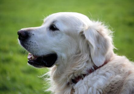 diverse dog collars
