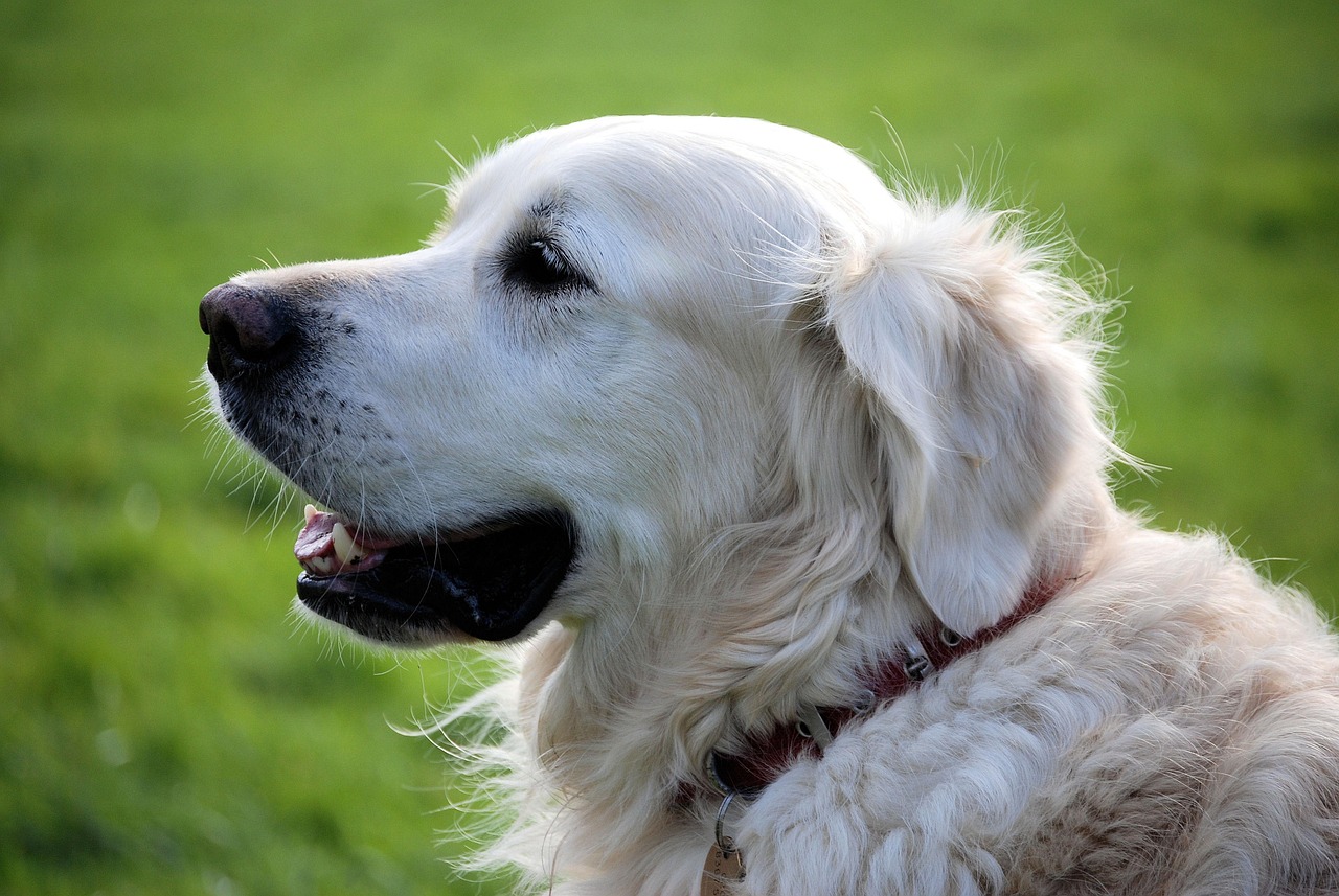 Dog Collars in 2026: Beyond the Basics