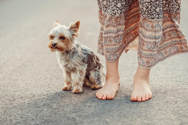 A diverse group of Yorkie Poo puppies with varying coat textures and colors, showcasing the breed's variability. (dog breed yorkie poo)
