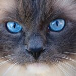 diverse pets friendly