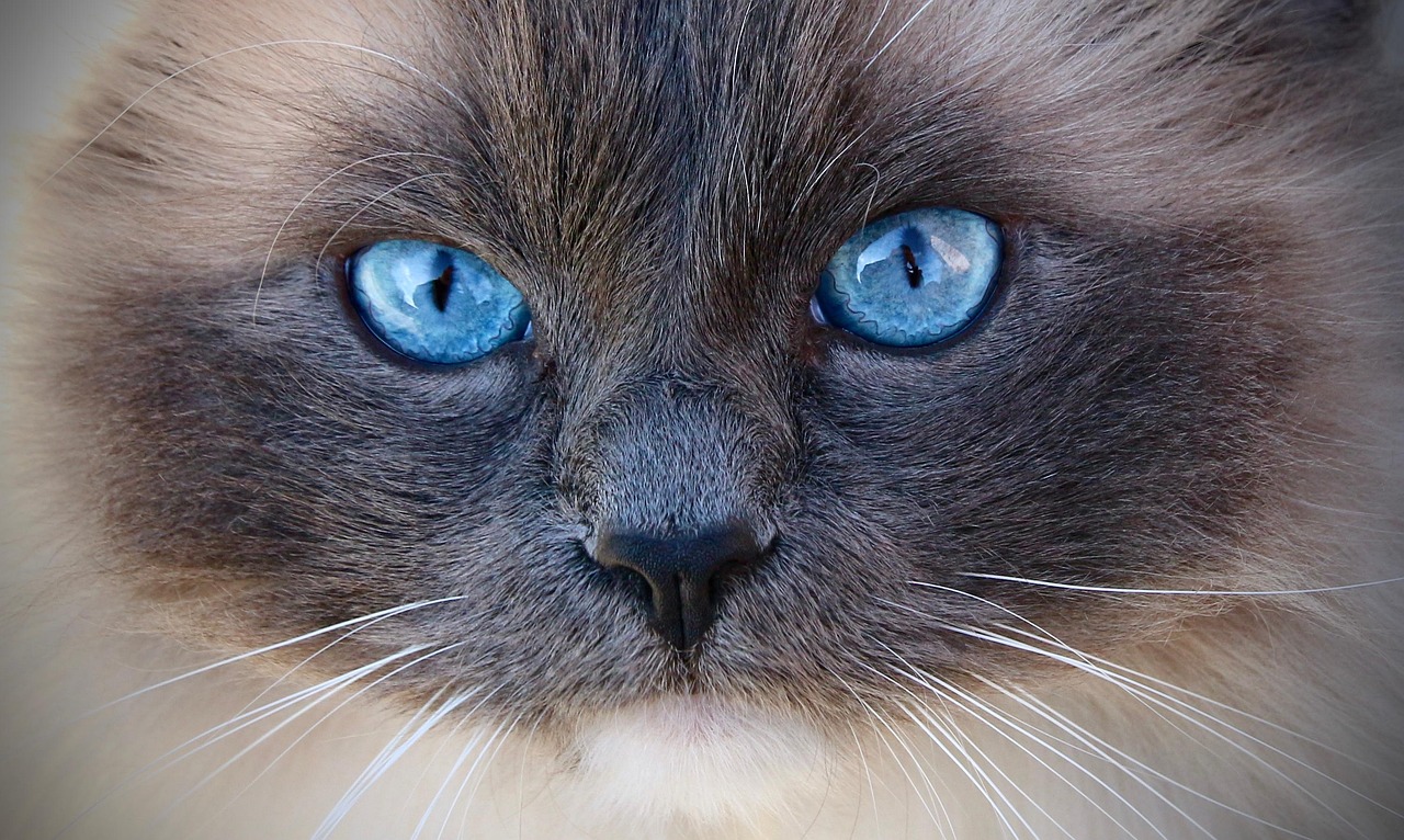 What Pets Can Live Together Safely in 2026?