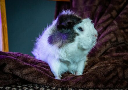 diverse small pets