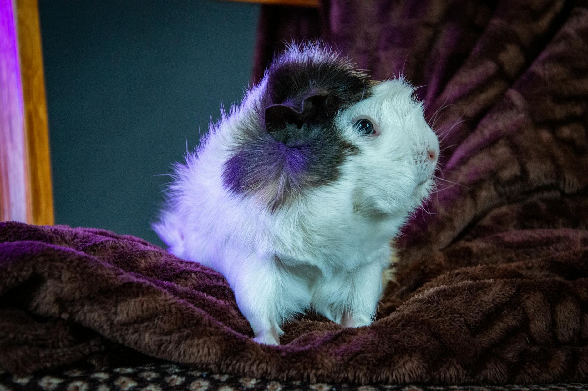 Beyond Dogs & Cats: Best Alternative Pets in 2026