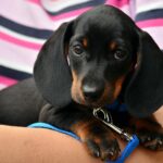 DIY Dog Treats: Easy & Healthy Recipes for Your Furry Friend