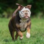 DIY Dog Enrichment Ideas to Keep Your Pet Happy Indoors