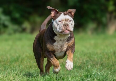DIY Dog Enrichment Ideas to Keep Your Pet Happy Indoors