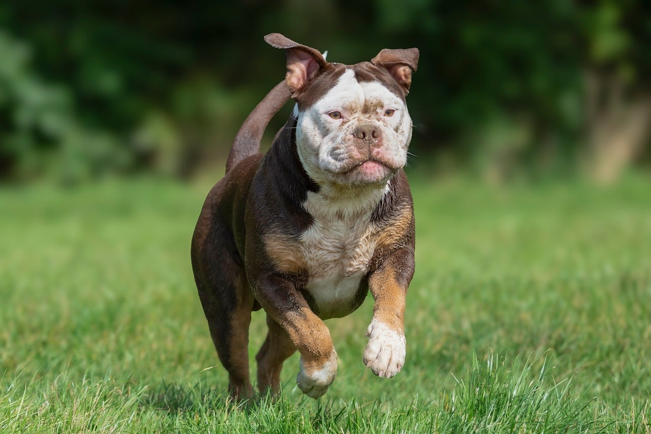 DIY Dog Enrichment Ideas to Keep Your Pet Happy Indoors 2026