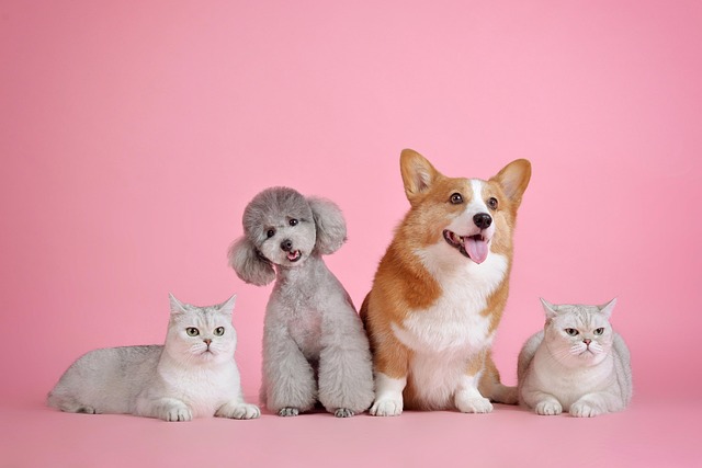 Dog and cat eating from separate bowls of high-quality pet food (pet health daily blog)