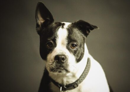 dog body condition score chart