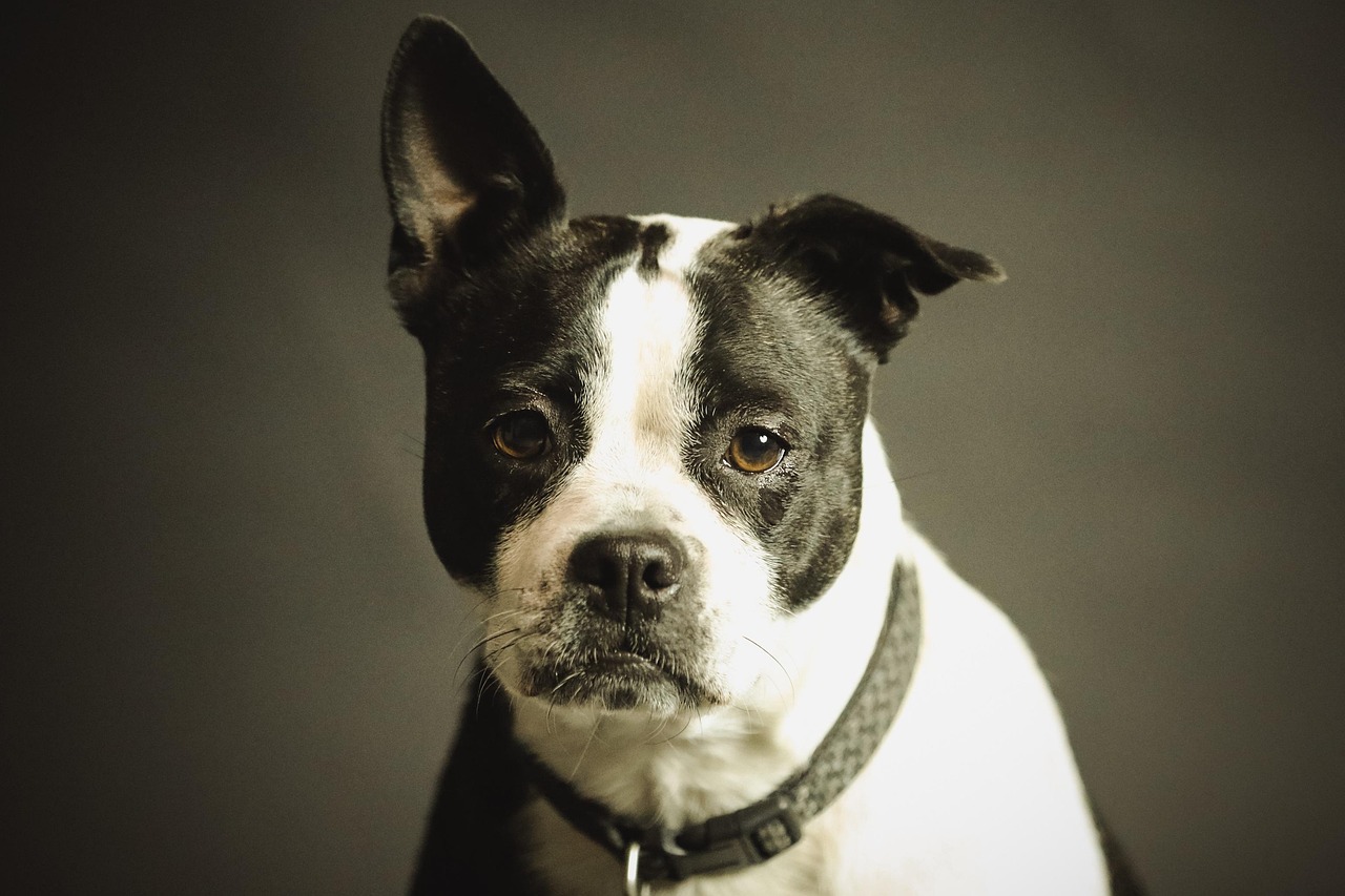 Guide to Dog Healthy Weight in 2026