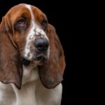dog breeds