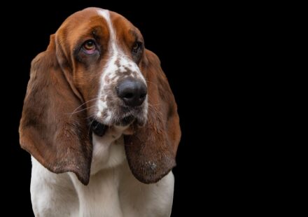 dog breeds