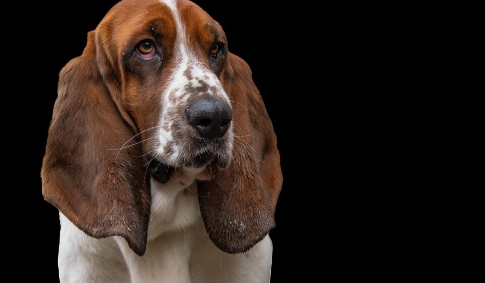 dog breeds