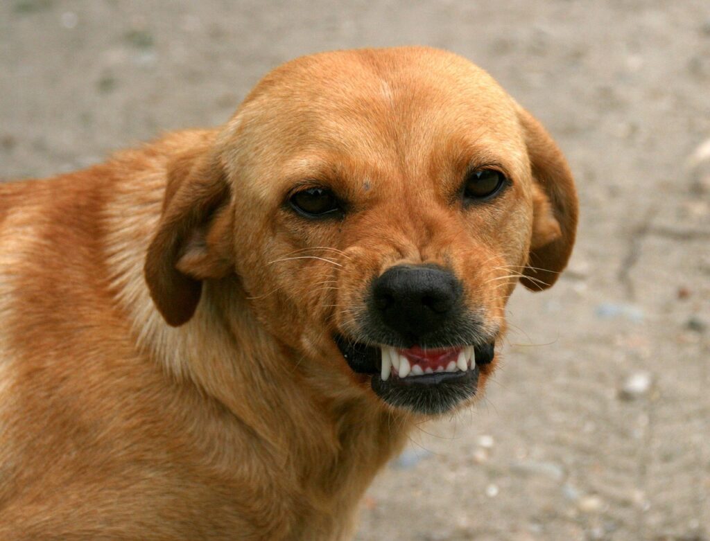 dog brushing teeth